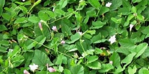 Kako se riješiti brezovog korova u bašti